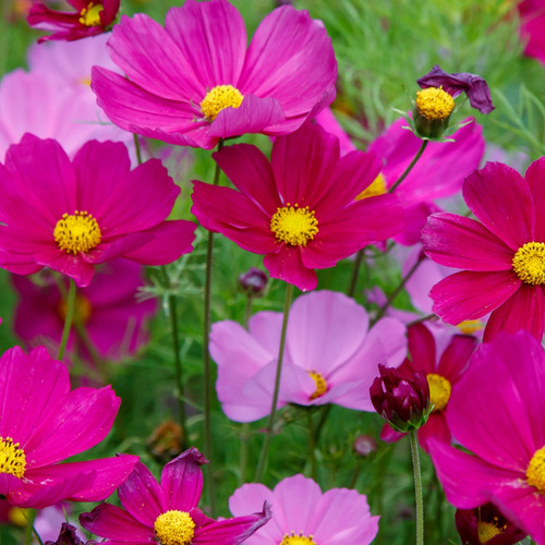 il 1588xN.6564014144 n0q8.jpg