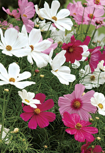 il 1588xN.5123854622 g6bi.jpg