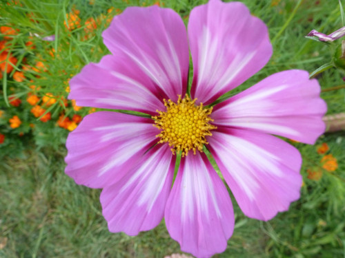 il 1588xN.6624050685 hoaf.jpg