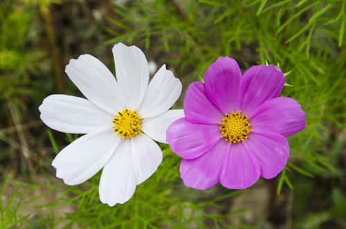 il 1588xN.892009547 jl8f.jpg