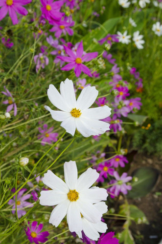 il 1588xN.892009577 gncl.jpg