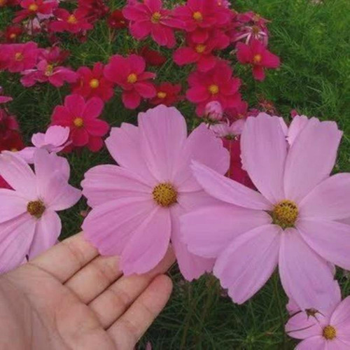 il 1588xN.7479856504 18hc.jpg