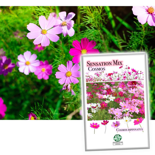 01 71 HLNWNb Ej L jpg.jpg