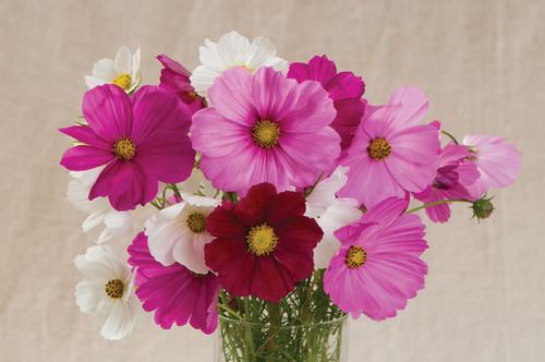 04 01090 01 sensationmix jpg.jpg