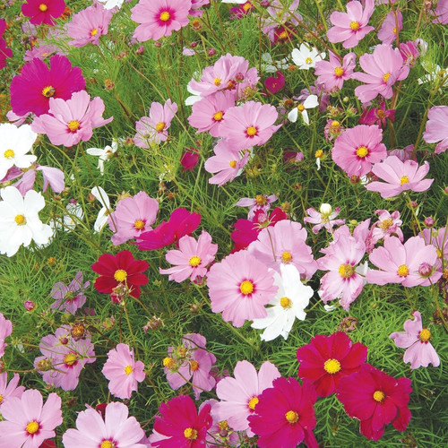 il 1588xN.7558621212 2kce.jpg