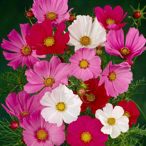 02 Cosmos Sensation Mix 3000231 28980 1683897379 jpg.jpg