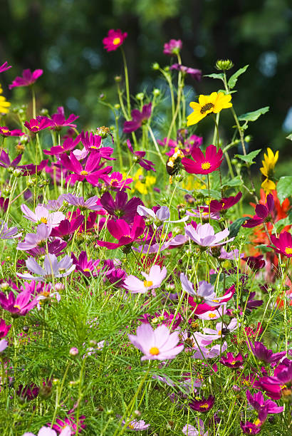 t cosmos medley je.jpg