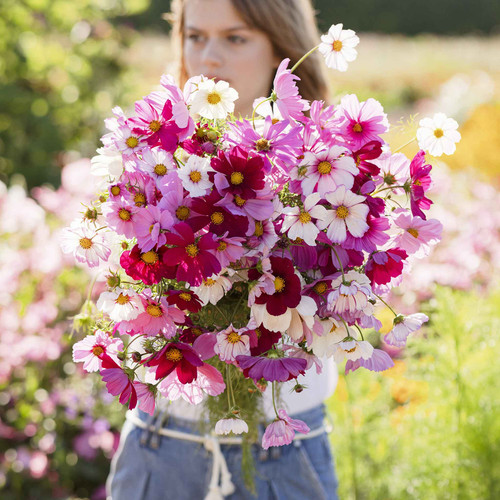 01 cosmos organic sensation mix mac 2 jpg.jpg