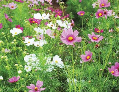 12 cosmos early sensation mixed colors.jpg