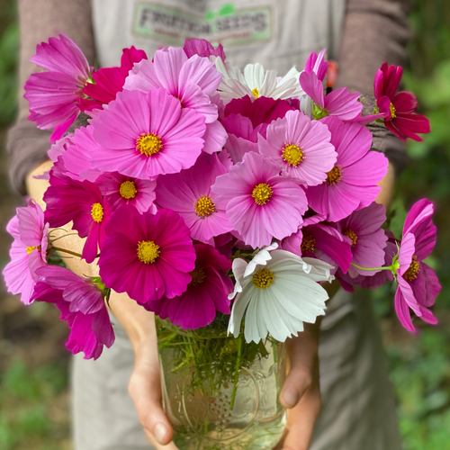 15 Organic Sensation Cosmos 1 1.png