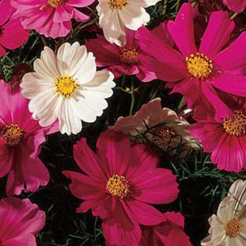 15 Sensation Mix Cosmos 2048x2048 jpg.jpg