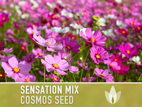 18 il fullxfull 5553483413 tvz9 jpg.jpg