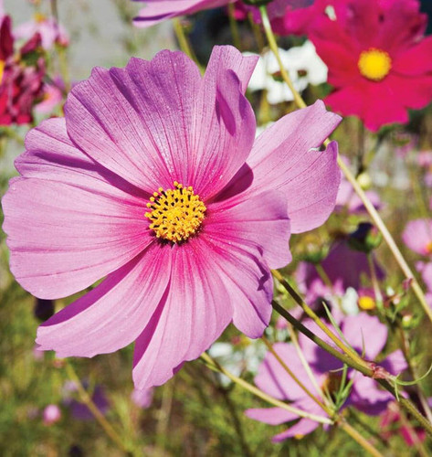 20 FL2403 4 x640 crop center jpg.jpg