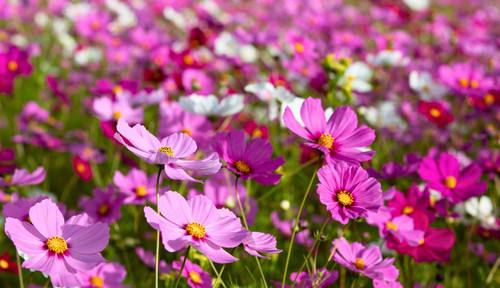 18 il fullxfull 5553483413 tv.jpg