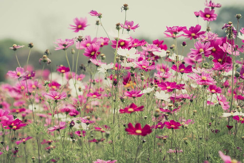 cosmos sensation mix.jpg