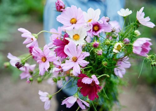 06 Cosmos Sensation Mix Seeds 009 jpg.jpg