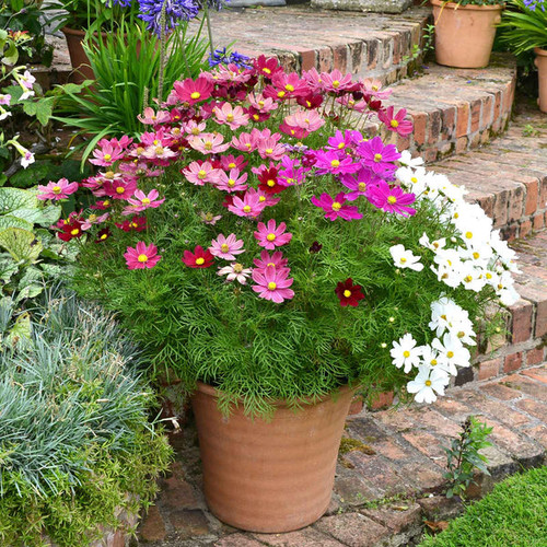 05 cosmos dwarf early sensation mix shk 1 grande jpg.jpg