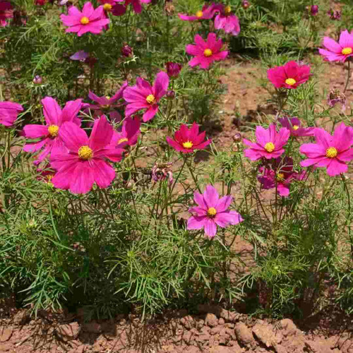 08 Cosmea Sensation Dwarf Mix Blumensamen.jpg