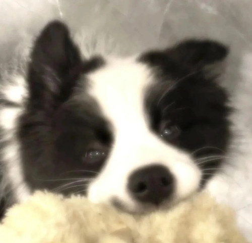 Camera XHS 17728057524211040g0083162p4q6mgq105oh3a7ok17bd28gbnjo edit 1628004278486480.jpg