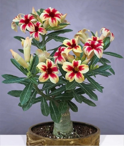 yes perennial yes adinium plant.jpg