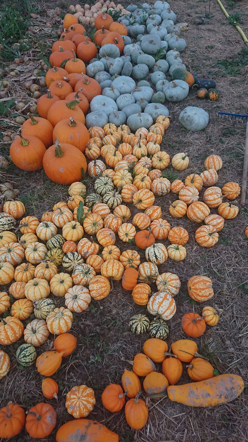 pupkins portrait.jpg