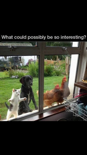 Untitled design (3).png