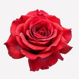 Gül Resimi V280320262123 N45