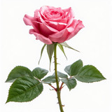 Gül Resimi V280320262123 N48