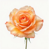 Gül Resimi V280320262123 N41