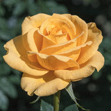 Gül Resimi V280320262122 N14