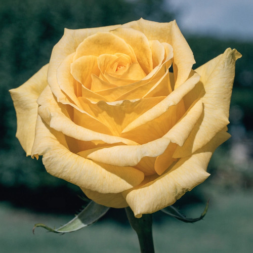 Gül Resimi V280320262122 N10.jpg