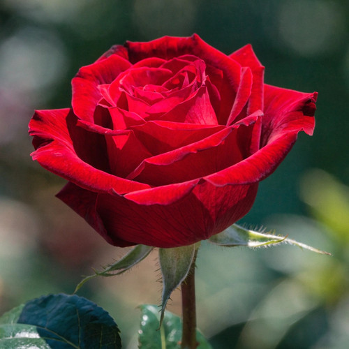 Gül Resimi V280320262122 N13.jpg