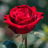 Gül Resimi V280320262122 N13