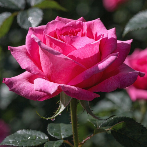 Gül Resimi V280320262122 N11.jpg