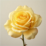 Gül Resimi V280320262123 N11