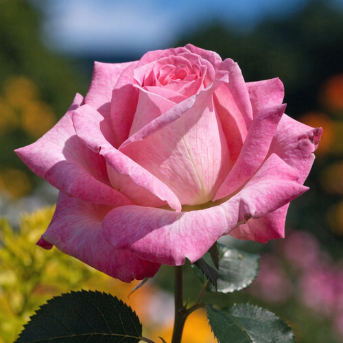 Gül Resimi V280320262122 N12.jpg