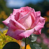 Gül Resimi V280320262122 N12