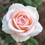 Gül Resimi V280320262128 N22