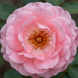 Gül Resimi V280320262125 N6