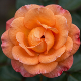 Gül Resimi V280320262125 N1