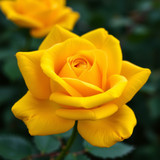 Gül Resimi V280320262128 N27