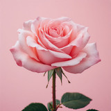 Gül Resimi V280320262123 N12