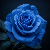 Gül Resimi V280320262123 N18