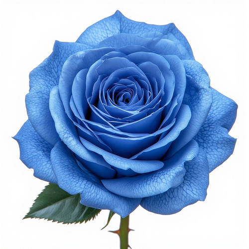 Gül Resimi V280320262123 N13.jpg