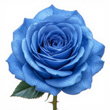 Gül Resimi V280320262123 N13