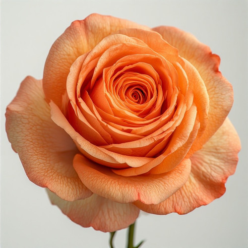 Gül Resimi V280320262123 N14.jpg