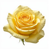 Gül Resimi V280320262123 N28