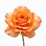 Gül Resimi V280320262123 N15