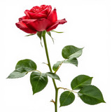 Gül Resimi V280320262123 N32