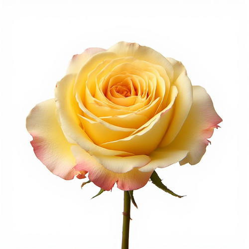 Gül Resimi V280320262123 N27.jpg